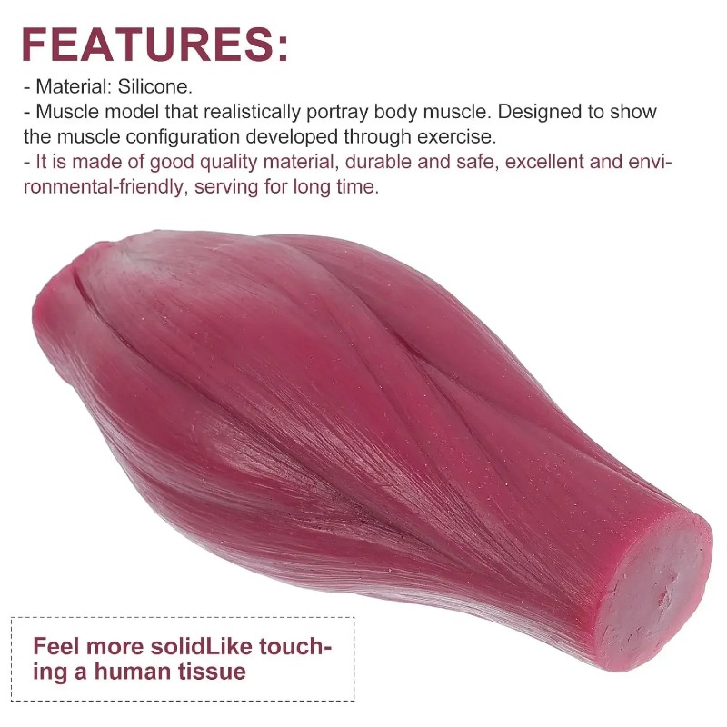 1-pound Human Muscle and Fat R - Nutrition Fitness recension och pris